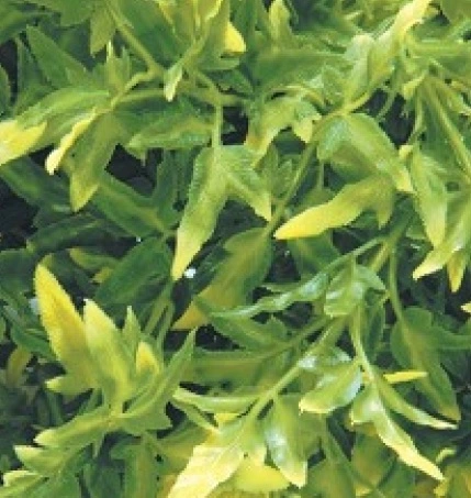 Exo Terra Croton stor